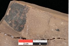 Foto (Detailsansicht) von Quercus palaeoilex Ettingshausen (NHMW-GEO-2024-0188-0752)